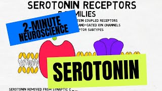 2Minute Neuroscience Serotonin [upl. by Cohligan759]