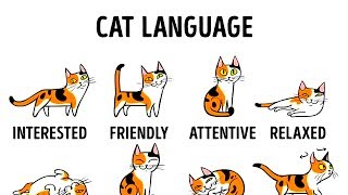 HOW TO UNDERSTAND YOUR CAT BETTER [upl. by Liv]