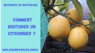 Comment bouturer un citronnier   Monjardindansleslandes [upl. by Aed286]