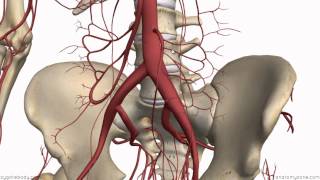 Inferior Mesenteric Artery  Anatomy Tutorial [upl. by Koblick]