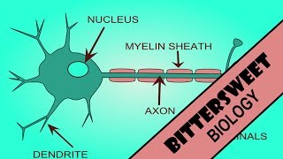 Action Potential Explained  The Neuron [upl. by Chesna]