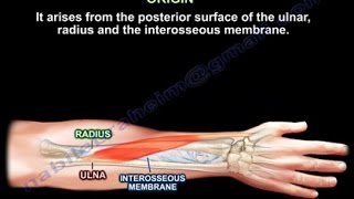 Abductor Pollicis Longus  Everything You Need To Know  Dr Nabil Ebraheim [upl. by Selig]