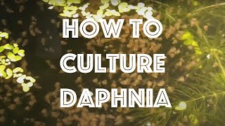 How To Culture Daphnia Magna [upl. by Oisinoid]