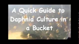 How to culture daphnia outside [upl. by Anaek]