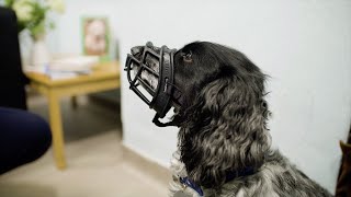 Muzzle Training Your Dog  The Battersea Way [upl. by Suixela841]