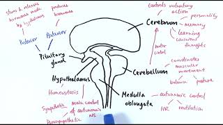 A2 Biology  The brain OCR A Chapter 137 [upl. by Nywled]