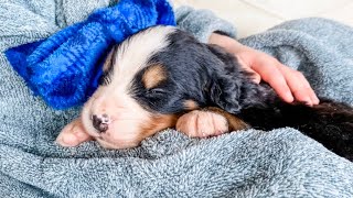 Bernese Mountain Dog Puppy Care  5 Weeks Old [upl. by Nosahc866]