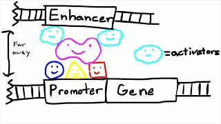 Promoters and Enhancers [upl. by Claudia633]