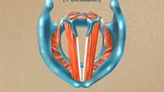 How the Larynx Produces Sound [upl. by Launamme]