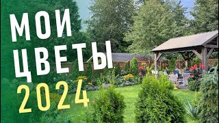 МОИ ЦВЕТЫ  АВГУСТ 2024 [upl. by Eb]