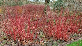 ⟹ Red Twig Dogwood  Cornus sericea  Trees of north America [upl. by Blinny17]