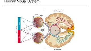 Introduction to Psychology 33 Sensation and Perception Vision [upl. by Silvers]