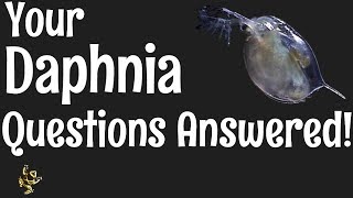 Daphnia Questions Answered [upl. by Ennaeus123]