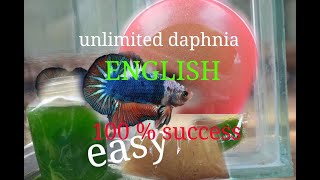 daphnia moina culture Easy way Unlimited production English  with sub Green water Chlorella [upl. by Eizeerb]