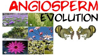 Angiosperm evolution [upl. by Anayit]