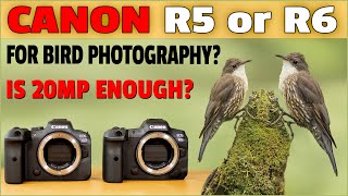 Canon R5 vs R6 Review for Bird Photography  Do You Need 45mp Lets Find Out [upl. by Ayikan]