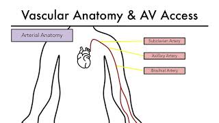 Hemodialysis Access 101 02  Vascular Anatomy amp AV Access [upl. by Nyleaj]