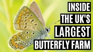 Inside The UKs Largest Butterfly Farm [upl. by Ailahtan78]