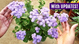 STRIKINGLY BLUE Ageratum  How To GROW From SEED [upl. by Wardieu]