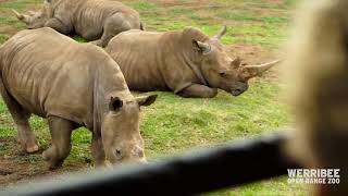 Virtual Safari Tour at Werribee Open Range Zoo [upl. by Ellehs]