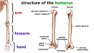 The Skeletal System [upl. by Yrgoerg988]