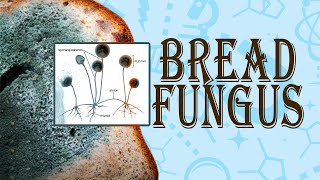 Bread Mould Fungus in The Laboratory  business insider [upl. by Dnalrag230]