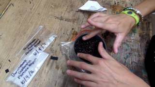 Stratification and Planting Darlingtonia Californica [upl. by Avik]