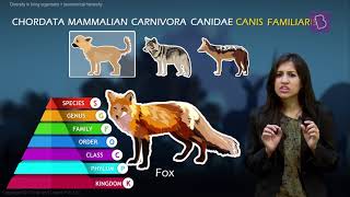 Taxonomy and Taxonomic Hierarchy Biological Classification of Living Things [upl. by Ardied]