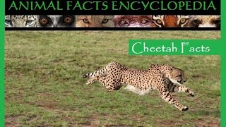 Cheetah Facts  Animal Facts Encyclopedia [upl. by Ayna882]