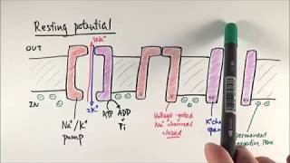 A2 Biology  Resting potential and action potential OCR A Chapter 134 [upl. by Iney]