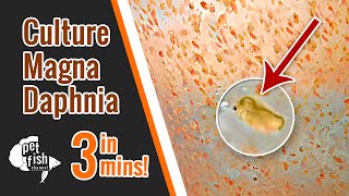 How to culture DAPHNIA MAGNA  The easy way [upl. by Aneerb227]