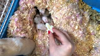 Hamster Babies Going Crazy on Egg White  Day 15 [upl. by Ilaw349]