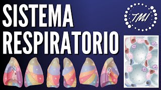 Anatomía y Fisiología Respiratoria Explicado Claramente [upl. by Bryan]