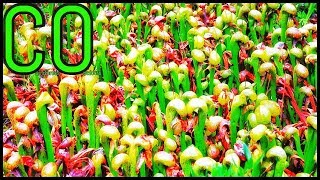 Darlingtonia Californica Cobra Lily Care Guide carnivorous plant  Episode 5 [upl. by Jennilee234]