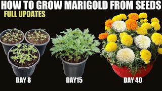 How to Grow Marigold From Seeds  SEED TO FLOWER [upl. by Annecorinne664]