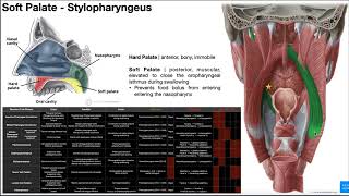 Is Palatal Expansion Possible In Adults By Dr Mike Mew [upl. by Enisamoht]