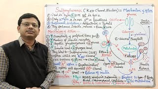 Diabetes Mellitus Part10 Mechanism of Action of Sulfonylurease  Antidiabetic Drugs  Diabetes [upl. by Vanhook]