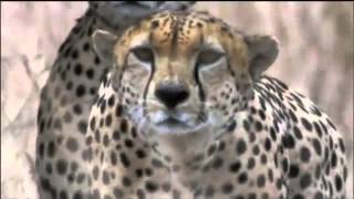 Amazing Cheetah Chase Compilation [upl. by Bodwell]