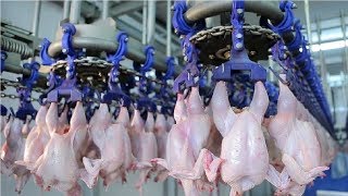 Modern Ultra Chicken Meat Processing Factory Amazing Food Processing Machines [upl. by Anekahs]