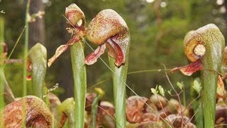 Cobra Lily  California Pitcher Plant Darlingtonia californica [upl. by Gaddi228]