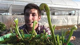 La planta COBRA Darlingtonia californica [upl. by Matilda]