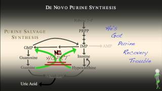 Lesch Nyhan Syndrome [upl. by Kataway]