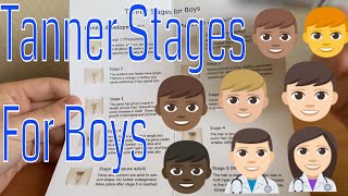 The Tanner stages Boy [upl. by Martynne]