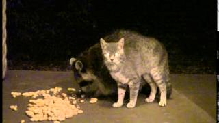 Cat amp Raccoon Couple 2014 [upl. by Natehc]