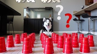 How Smart is a Siberian Husky Ultimate Intelligence Test [upl. by Ecineg]