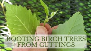 How to Propagate Birch Trees through Cuttings Rooting Birch Trees [upl. by Aicelaf]