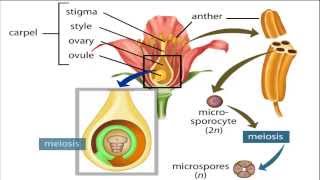 angiosperm life cycle [upl. by Shelia]