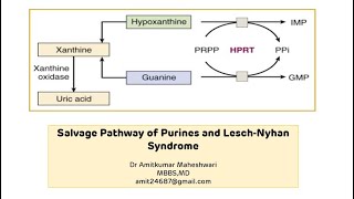 Lesch Nyhan Syndrome  Purine Salvage Pathway  Molecular Biology  Biochemistry [upl. by Devlen]