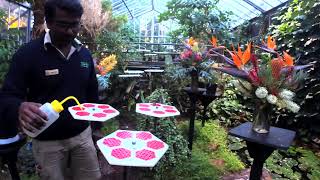 Butterfly House Live Cam [upl. by Yrakaz]