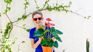 ANTHURIUM CARE A BEAUTIFUL BLOOMING INDOOR PLANT JOY US GARDEN [upl. by Ogilvie]